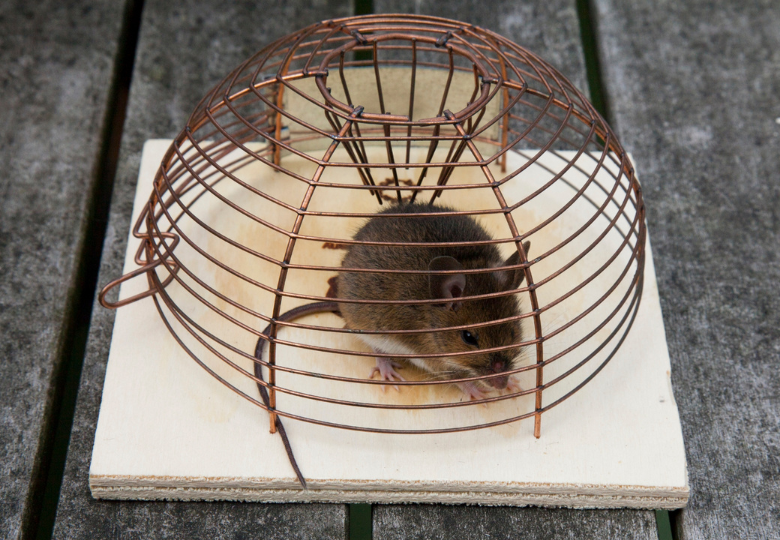 nastražení pastí proti myším